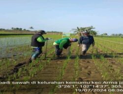 Dinas Tanaman Pangan Hortikultura BU Melakukan Pengamatan Tanaman Padi Di kelurahan Kemumu