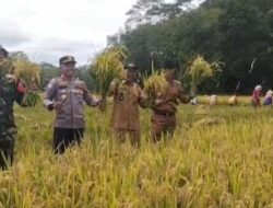 Pemdes Samban Jaya Bersama Tim Tripika Kecamatan Batiknau Melakukan Panen Raya Padi Serentak