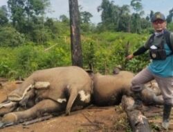 Perintah Tegas Kapolda Bengkulu Ungkap Penyebab Kematian Dua Gajah Di Kabupaten Muko Muko