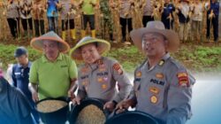 kapolres AKBP Bakti Kautsar Ali BU Bersama Kapolsek Padang Jaya Panen Jagung Serentak Kuartal II 2026