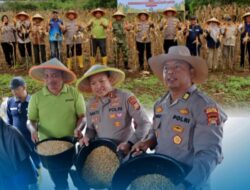kapolres AKBP Bakti Kautsar Ali BU Bersama Kapolsek Padang Jaya Panen Jagung Serentak Kuartal II 2026