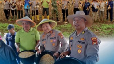 kapolres AKBP Bakti Kautsar Ali BU Bersama Kapolsek Padang Jaya Panen Jagung Serentak Kuartal II 2026