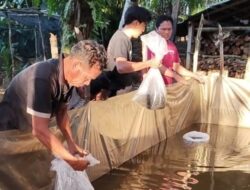 BUMDes Durian Amparan Laksanakan Penebaran Benih Lele untuk Program Ketahanan Pangan Tahun 2025